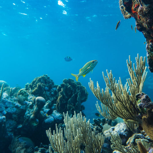 The Rise of Eco-Surfwear: Why Sustainable Clothing Matters in Surf Culture