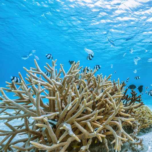 Saving the Reefs, One Coral at a Time: Why We Support Coral Gardeners
