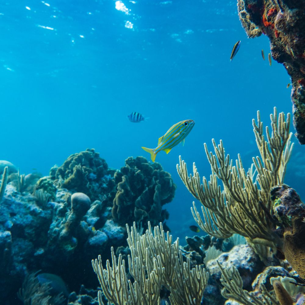 The Rise of Eco-Surfwear: Why Sustainable Clothing Matters in Surf Culture
